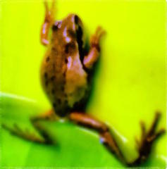 Hyla euphorbiacea
