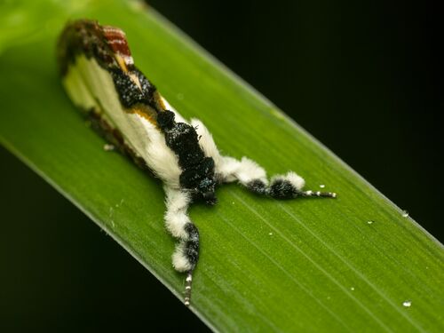 Pearly Wood-nymph photo 3