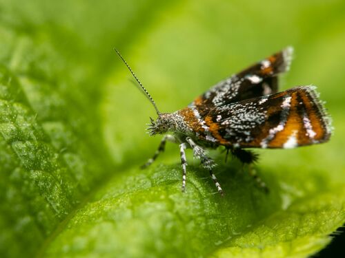 Skullcap Skeletonizer Moth photo 3