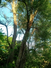 Astianthus viminalis