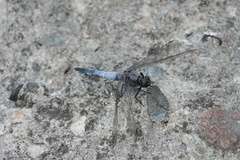 Orthetrum cancellatum
