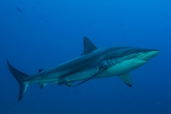 Copper Shark photo 1