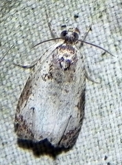 Olethreutes malana
