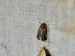 Aleptina clinopetes