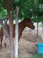 Equus caballus
