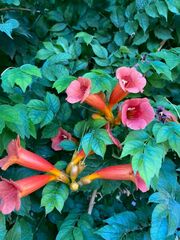 Campsis radicans