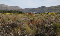 Thamnochortus erectus