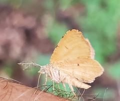 Mellilla xanthometata