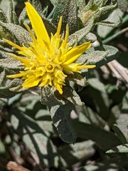Ericameria bloomeri