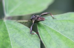 Meropachyini