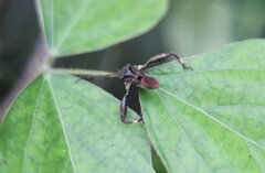 Meropachyini