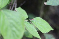 Meropachyini
