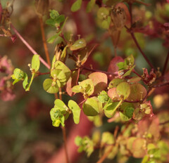 Euphorbia stricta