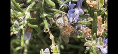 Apis mellifera