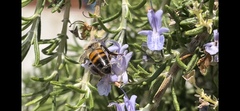 Apis mellifera