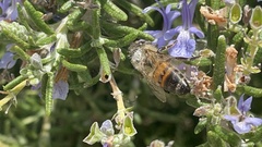 Apis mellifera