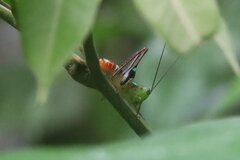 Paraxiphidium versicolor