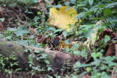 Cryptospiza jacksoni