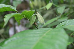 Paraxiphidium versicolor