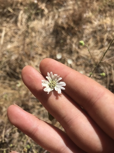 iNaturalist observation photo of Hayfield Tarweed