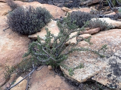 Pelargonium alternans alternans