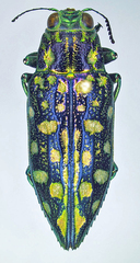 Chrysodema