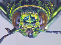 Chrysodema