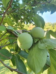 Diospyros