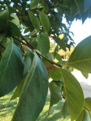 Diospyros