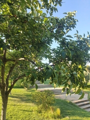 Diospyros