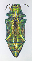 Chrysodema