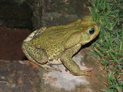Rhinella icterica