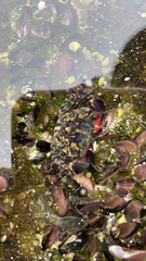 Pachygrapsus crassipes