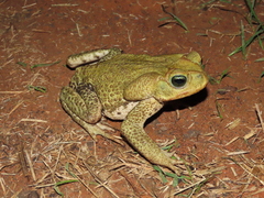 Rhinella icterica