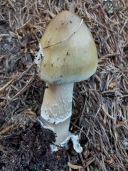 Amanita submembranacea