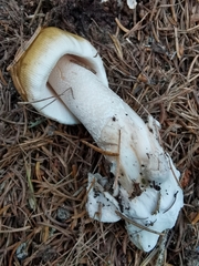 Amanita submembranacea