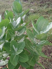 Calotropis procera