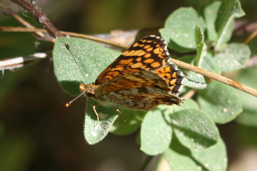iNaturalist observation photo of Mylitta Crescent