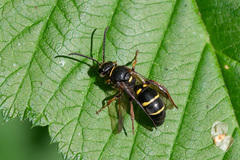 Argogorytes mystaceus