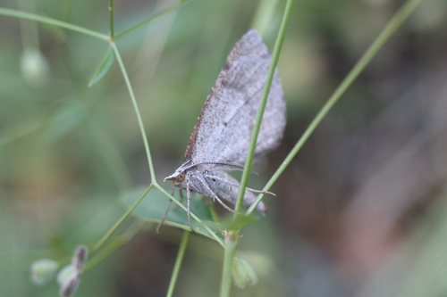 iNaturalist observation photo of Geometer Moths