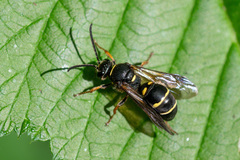 Argogorytes mystaceus