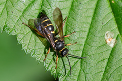 Argogorytes mystaceus