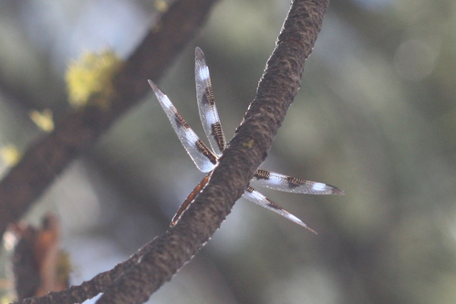 iNaturalist observation photo of Twelve-spotted Skimmer