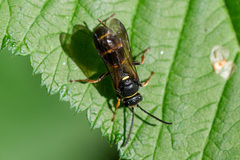 Argogorytes mystaceus