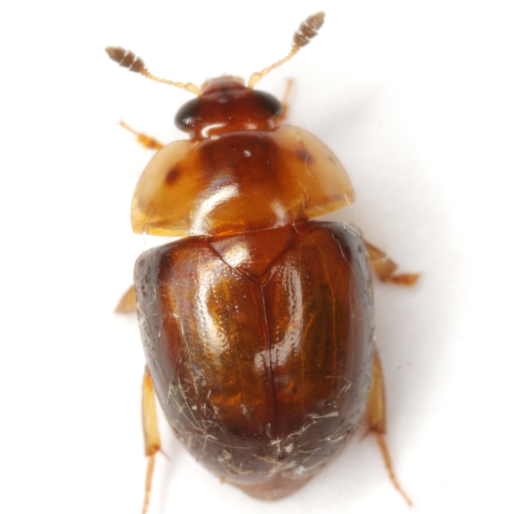 Pallodes plateosus