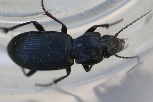 iNaturalist observation photo of Hypherpes