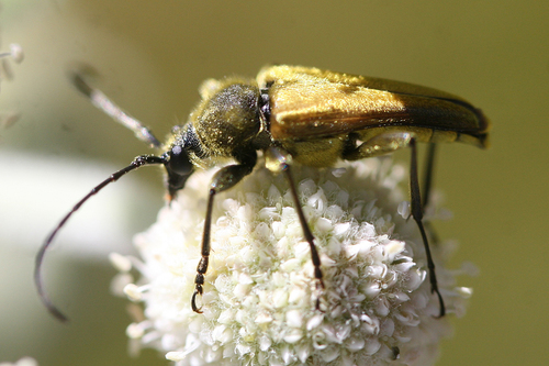 iNaturalist observation photo of Yellow Velvet Beetle