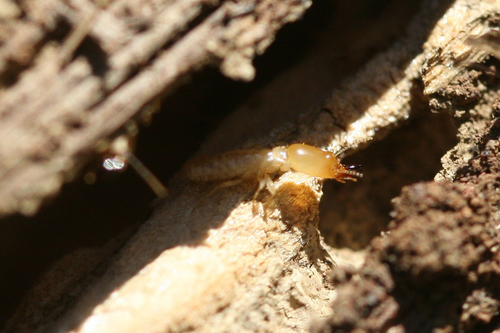iNaturalist observation photo of subterranean termites