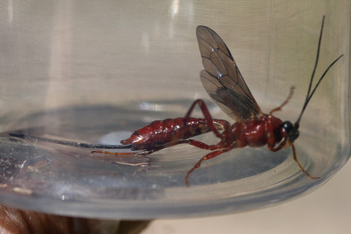 iNaturalist observation photo of Coleocentrus occidentalis pulchripennis