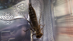 Boyeria vinosa
